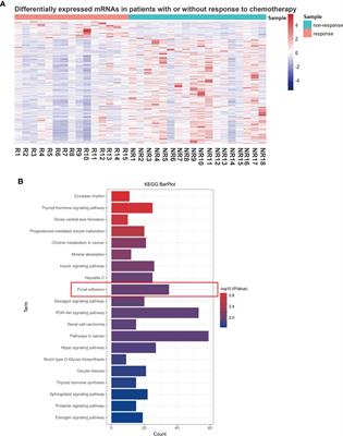 Focal Adhesion-Related Signatures Predict the Treatment Efficacy of Chemotherapy and Prognosis in Patients with Gastric Cancer